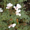 Pelargonium abrotanifolium